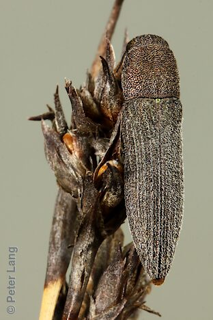 Euryspilus sp. Hirsute, PL5684, female, on Lepidosperma hispidulum, EP, 10.3 × 2.5 mm